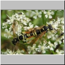 Tenthredo omissa - Blattwespe 02.jpg